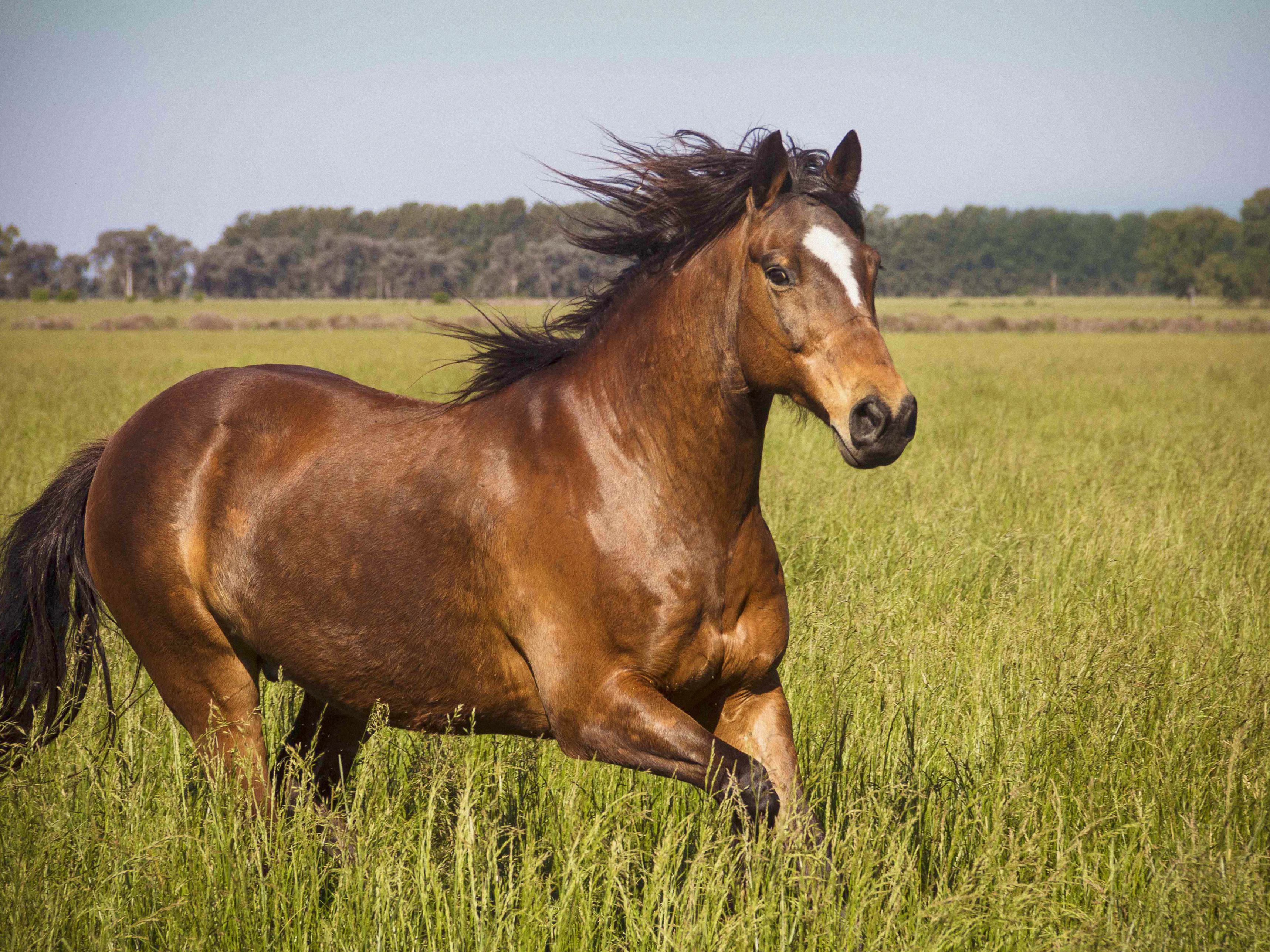 Horse in grass feild